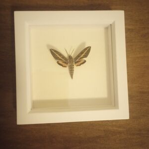 Framed Butterfly Wall Art